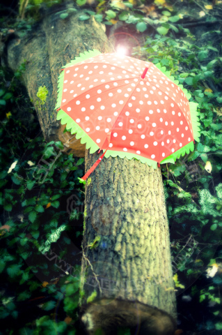 Der rote Schirm war heute im Wald